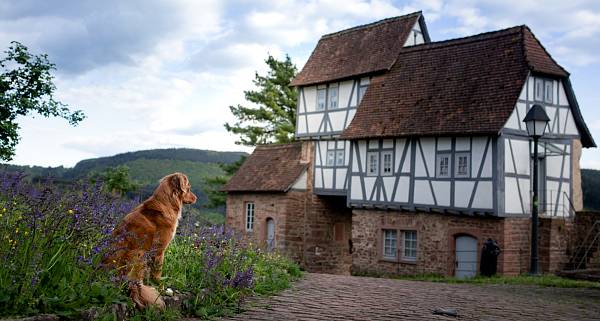Golden Retriever sitzt in einer Lavendelwiese vor einem alten, mehrstöckigen Fachwerkhaus.